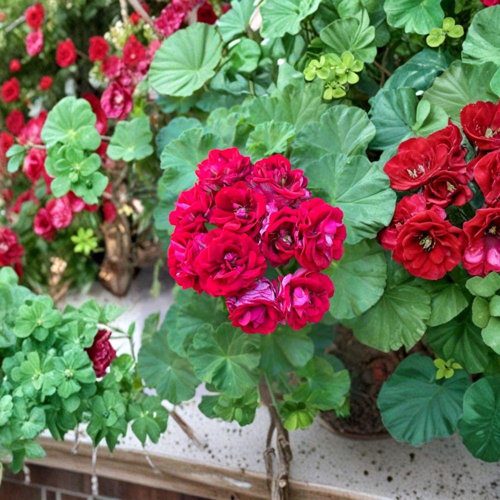 Double Red Geranium Cuttings – 4 Pelargonium Zonale Unrooted Live Plant Starters for Patio & Container Gardening
