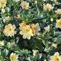 Rhododendron ‘Nancy Evans’ Live Evergreen Shrub | Yellow Flowers | Compact Hardy Plant | Container Grown Rhododendron