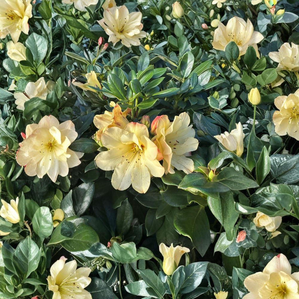 Rhododendron ‘Nancy Evans’ Live Evergreen Shrub | Yellow Flowers | Compact Hardy Plant | Container Grown Rhododendron