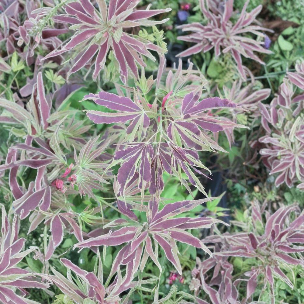 Acer palmatum ‘Manyo no Sato’ – Rare Variegated Japanese Maple, Chartreuse & Red Foliage, Container Plant