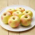 Japanese Gunma Honey Apple Tree – Bare Root 32 Inches, Malus domestica, Grafted on M7 Rootstock, Sweet Fragrant Apple Tree
