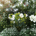 Night Jasmine Seeds – Nyctanthes arbor-tristis, Fragrant Night Blooming Flower, Container Plant, Exotic Garden Shrub