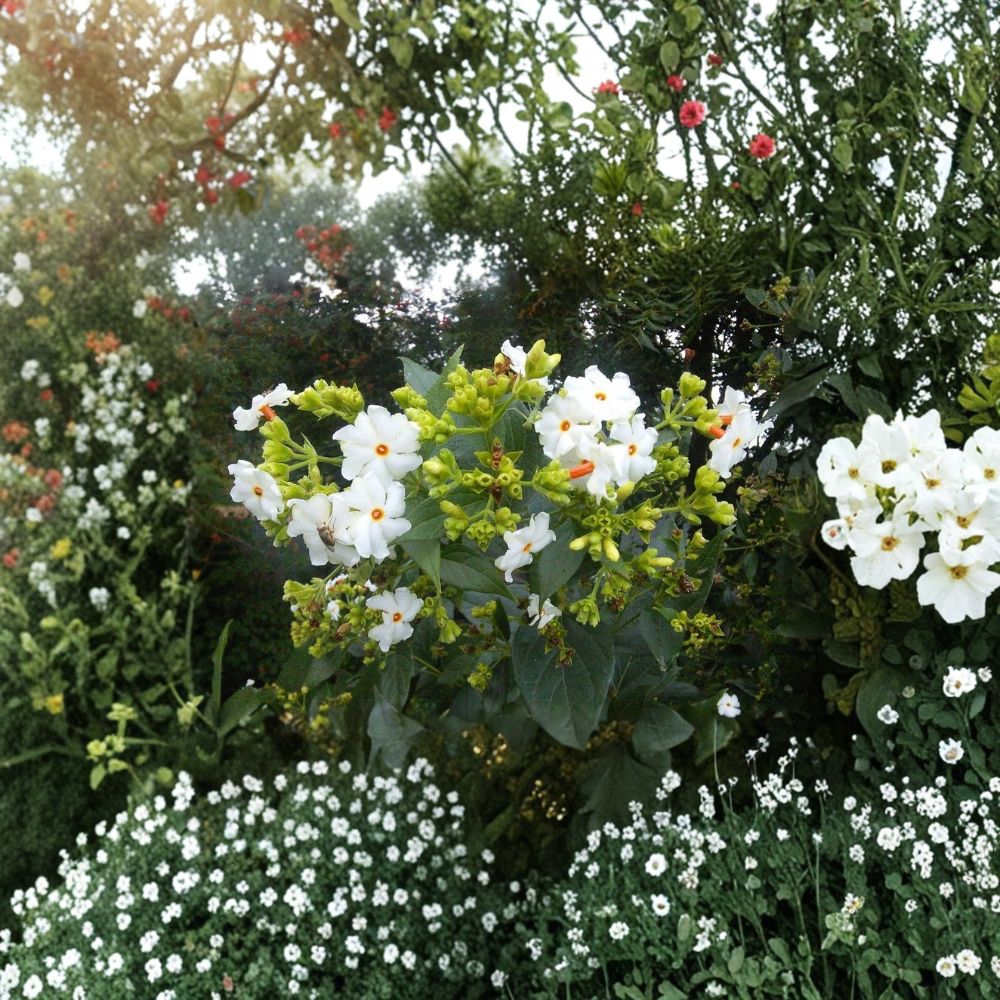 Night Jasmine Seeds – Nyctanthes arbor-tristis, Fragrant Night Blooming Flower, Container Plant, Exotic Garden Shrub