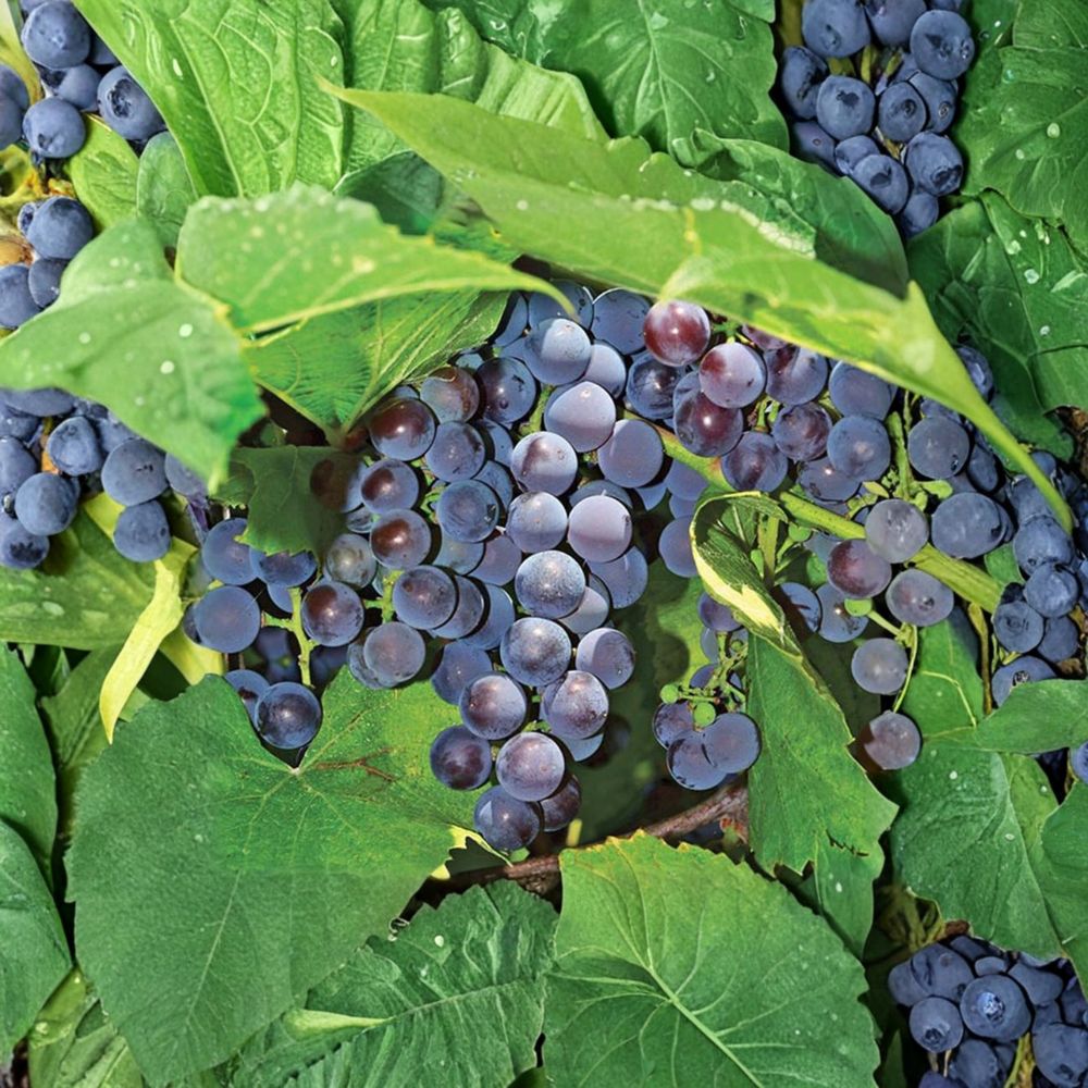 Seedless Concord Grape Plant Live Vine in Nursery Pot | Vitis labrusca | Edible Landscape, Patio & Backyard Vine