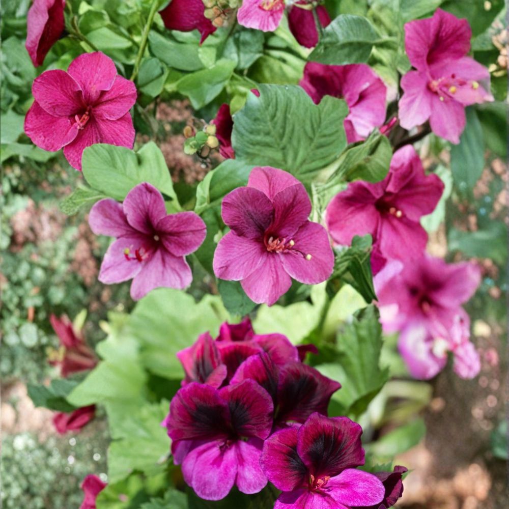 Martha Washington Regal Geranium Seeds – Pelargonium Flower Seeds for Patio & Garden, Vibrant Blooms, Easy to Grow