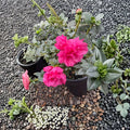 Azalea ‘Ripples’ Evergreen Repeat Blooming Shrub with Ruffled Pink Flowers – Rhododendron tsutsusi Compact Mounding Plant