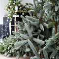 Blue Norway Spruce Tree – 6 Inch Live Conifer in 1 Gallon Pot | Picea abies ‘Pauls Select’ Evergreen for Landscaping