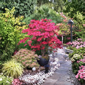 Japanese Maple Tree Acer palmatum ‘Bloodgood’ – Red Foliage, Upright Ornamental, Container Plant