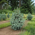 Blue Magoo Engelmann Spruce – Live Weeping Evergreen Conifer in 1 Gallon Pot | Silvery Blue Needle Plant | Picea engelmannii