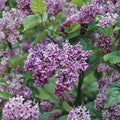 Sensation Lilac Live Shrub 1-Gallon Pot Purple & White Flowers Syringa vulgaris Fragrant Spring Bloom