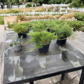 Broadmoor Juniper Groundcover | Drought Tolerant Evergreen Shrub | Juniperus sabina ‘Broadmoor’ | #3 Container