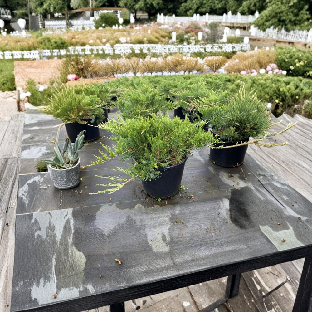 Broadmoor Juniper Groundcover | Drought Tolerant Evergreen Shrub | Juniperus sabina ‘Broadmoor’ | #3 Container