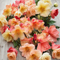 Rhododendron ‘Bergie Larson’ Live Evergreen Shrub | Yellow & Orange Blooms | Compact Landscape Plant | #2 Container Grown