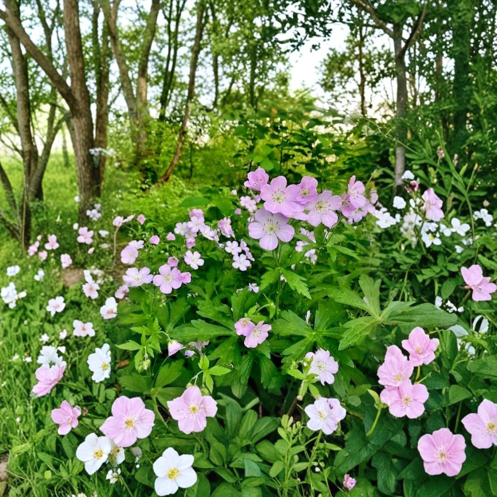 Wild Geranium Bare Roots – Geranium maculatum, Native Woodland Perennial for Shade Gardens, 10 Live Plants