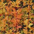 Acer palmatum ‘Winter Flame’ Dwarf Japanese Maple Live Tree in #1 Container, Red Coral Bark, Seasonal Foliage