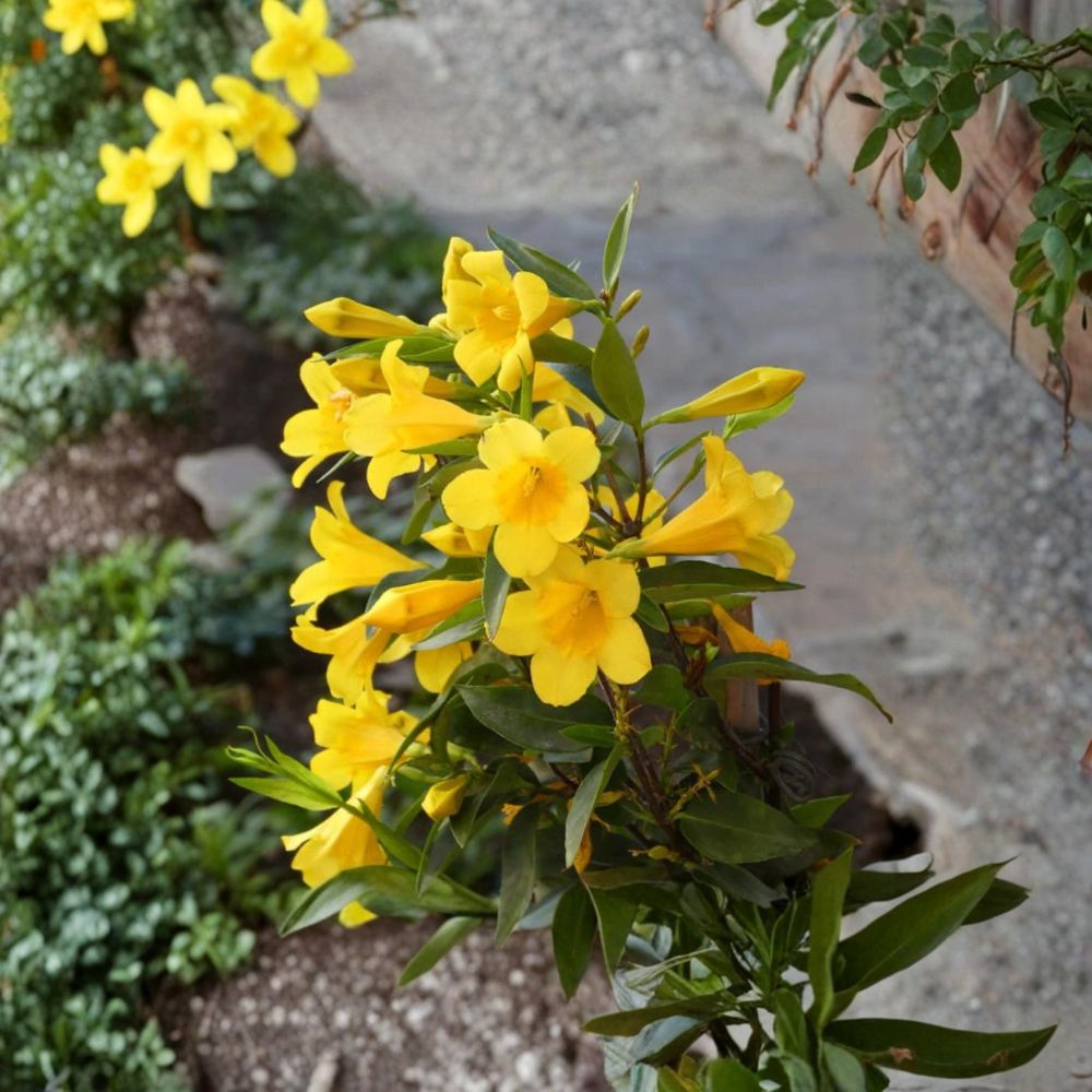Carolina Jasmine Live Plant – 2.5-Inch Potted Gelsemium sempervirens with Fragrant Yellow Flowers, Evergreen Climbing Vine