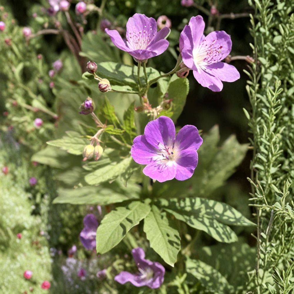 Wild Geranium Bare Roots – 2 Native Geranium maculatum Perennials for Shade Gardens, Pollinator Friendly, Woodland Garden Plants