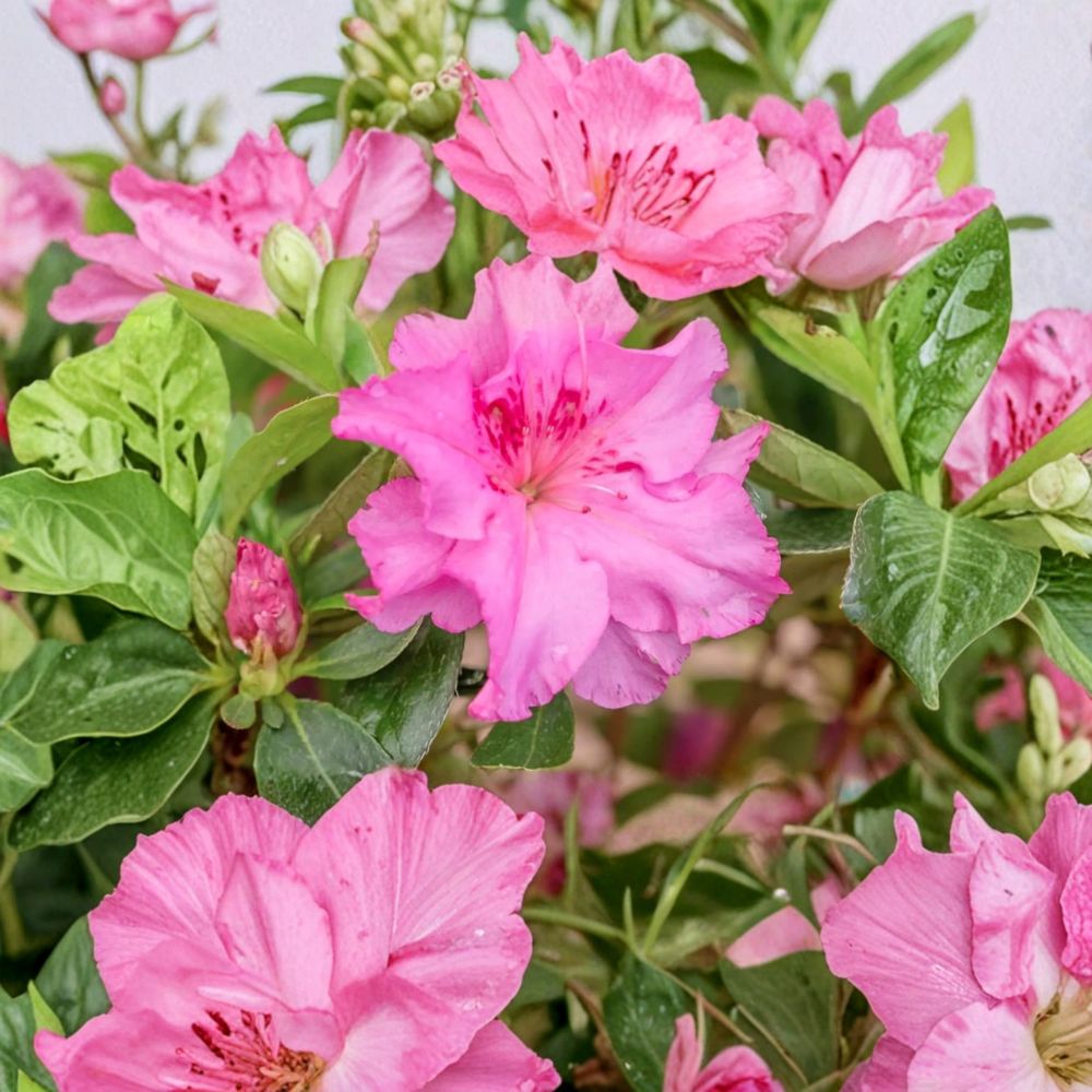 Azalea ‘Royal Robe’ – Compact Evergreen Shrub with Purple Red Ruffled Blooms, Rhododendron, #3 Container Grown