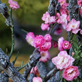 Peach-Pink Ume Tree Live Flowering Apricot in Nursery Pot, Double Pink Blossoms, Fragrant Ornamental Prunus mume