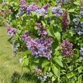President Grevy Lilac Shrub – Double Blue Lavender Fragrant Flowers – Syringa vulgaris