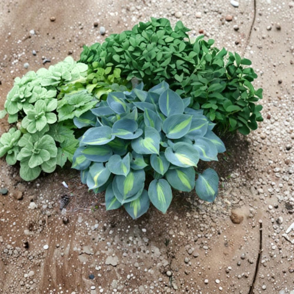 Touch of Class Hosta Live Bare Root Shade Perennial Blue Variegated Foliage Plant, Slug Resistant, 4 Inch Starter