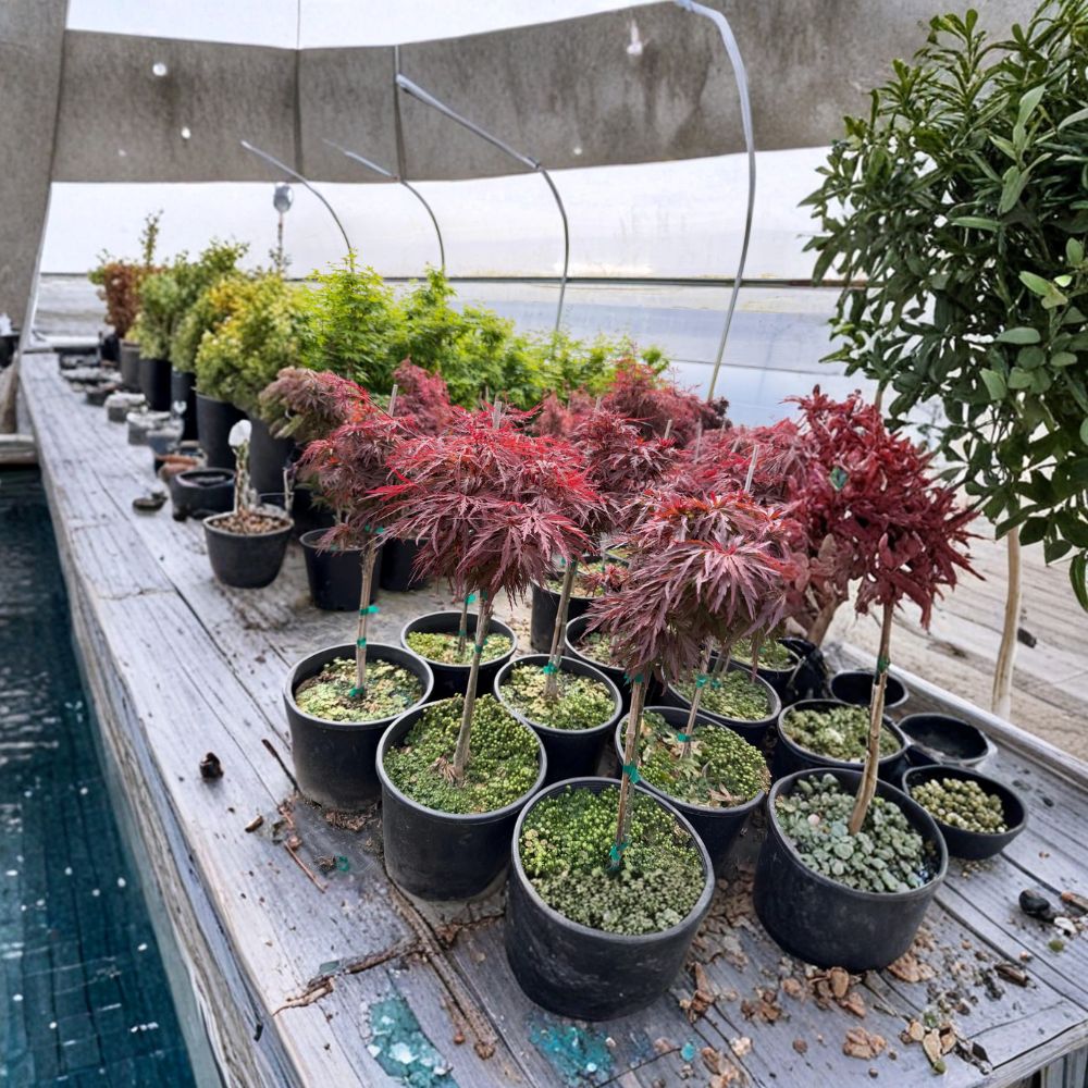 Acer palmatum dissectum ‘Red Dragon’ Weeping Japanese Maple - Ornamental Container Plant, Laceleaf, Rich Burgundy Foliage