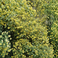 Bulk Carolina Jessamine Plants – 40 Gelsemium sempervirens Yellow Jasmine Vines in 3.25" Pots, Fragrant Climbing Garden Plants