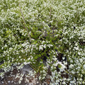 Spiraea thunbergii ‘Mellow Yellow’ Live Shrub, Golden Foliage, Hardy to -30°F, Container Grown Landscape Plant