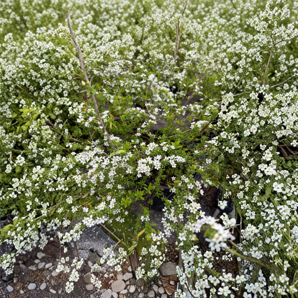 Spiraea thunbergii ‘Mellow Yellow’ Live Shrub, Golden Foliage, Hardy to -30°F, Container Grown Landscape Plant
