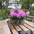 Rhododendron ‘English Roseum’ Live Evergreen Shrub, Purple Blooms, Cold Hardy, Field Grown, 18–21 Inches Wide