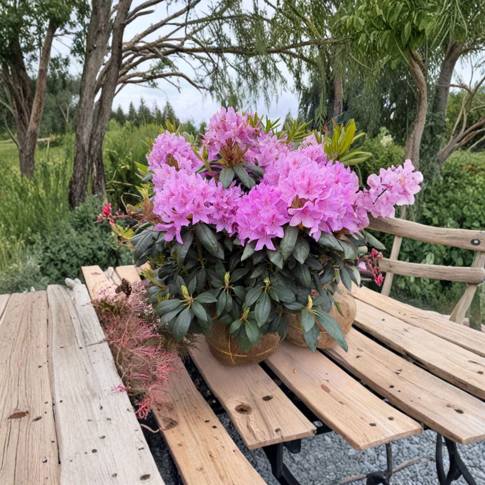 Rhododendron ‘English Roseum’ Live Evergreen Shrub, Purple Blooms, Cold Hardy, Field Grown, 18–21 Inches Wide