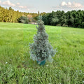 Saunders Blue White Spruce Live Evergreen Conifer | 12-Inch Picea glauca Landscape Tree in 1-Gallon Pot
