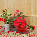 Deep Red Geranium Live Plant – Pelargonium, Evergreen, Container & Hanging Basket Friendly