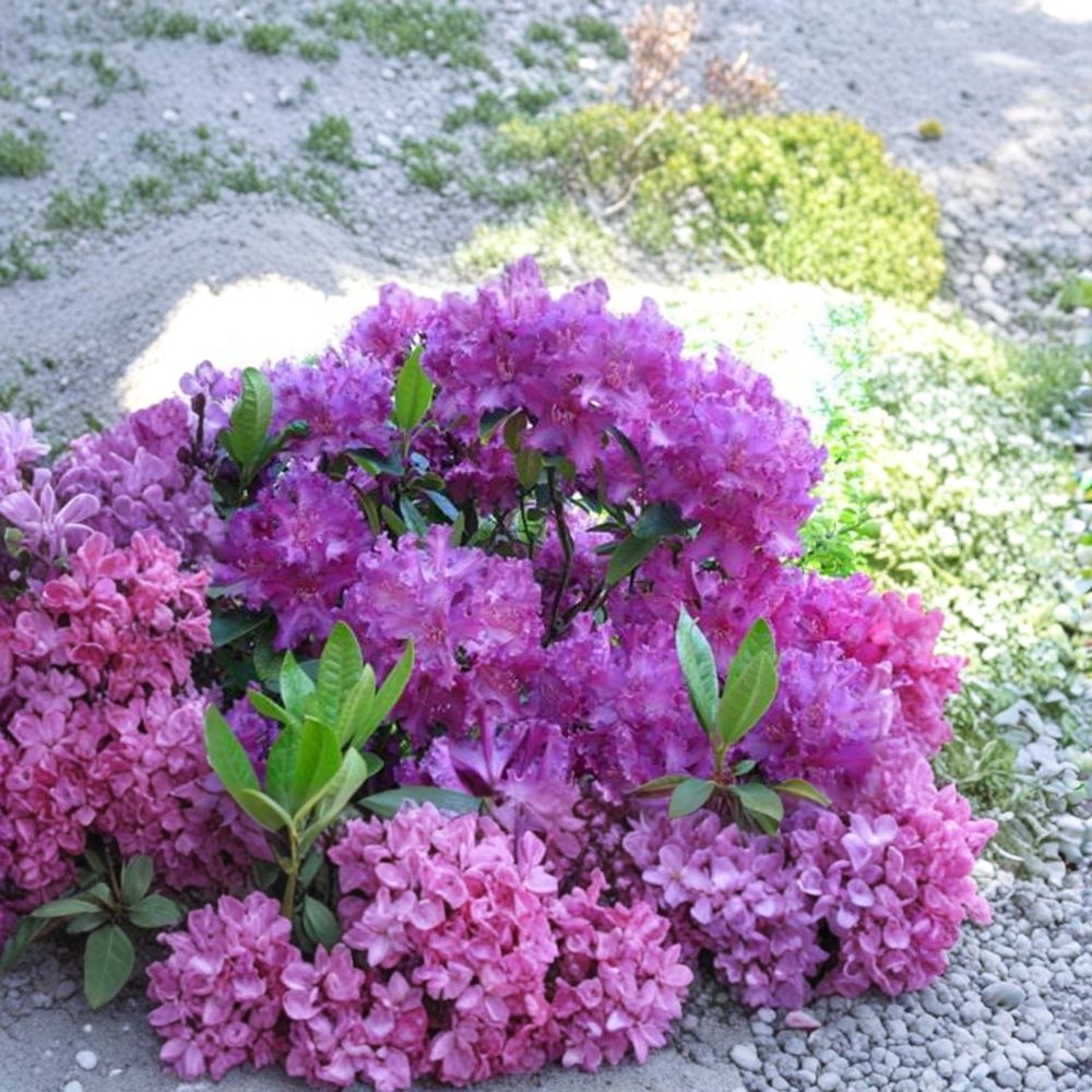 Rhododendron ‘Purple Lace’ Evergreen Shrub | Deep Purple Frilly Blooms | 12–15 Inch Field Grown Plant | Garden, Landscape, Flowering