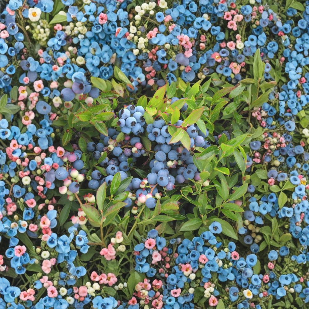 Lowbush Blueberry Live Plant 1 Gallon | Vaccinium angustifolium Edible Shrub for Garden & Landscape