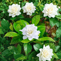 August Beauty Gardenia Live Plant – 12–16" Fragrant White Blooms, Evergreen Shrub, Gardenia jasminoides