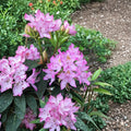 Rhododendron ‘Maxecat’ Evergreen Shrub with Pink Midseason Blooms, 12–15 Inch Field Grown Plant, Cold Hardy Hybrid