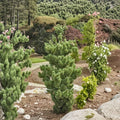 Koto Buki Japanese Black Pine Live Evergreen Conifer 8 Inch Tall in 1-Gallon Pot, Compact Landscape Plant, Pinus thunbergii
