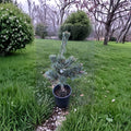 Koru Japanese White Pine Live Evergreen Conifer 12 Inch Tall 1 Gallon Pot Pinus parviflora Compact Landscape Tree