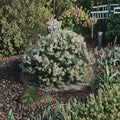 Pieris japonica ‘Spring Snow’ Live Evergreen Shrub with White Spring Blooms, Deer Resistant Shade Plant, Container Grown