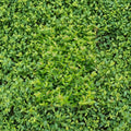 Asiatic Jasmine Plants – 45 Pack Ground Cover Evergreen Drought Tolerant Trachelospermum asiaticum in 3.25" Pots