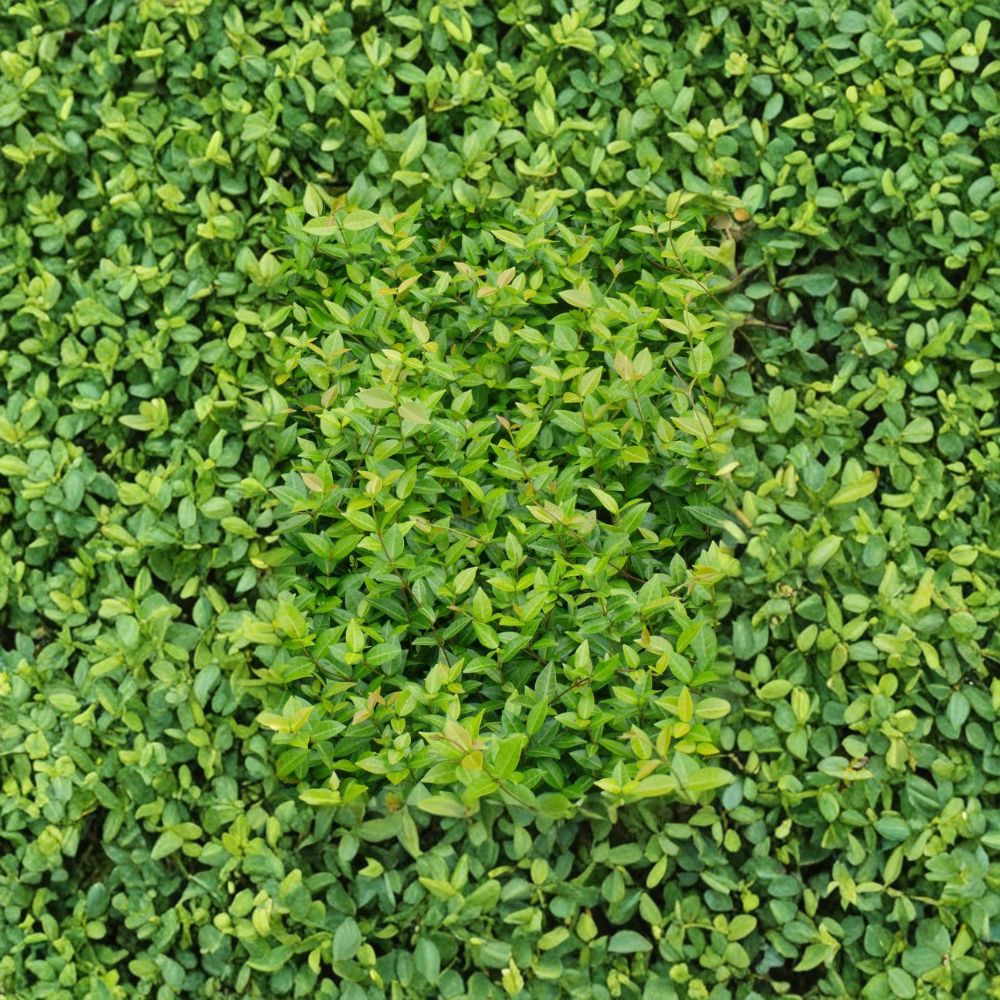 Asiatic Jasmine Plants – 45 Pack Ground Cover Evergreen Drought Tolerant Trachelospermum asiaticum in 3.25" Pots