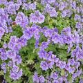 Purple Cranesbill Geranium Seeds – Hardy Perennial Flower, Vibrant Purple Blooms, Geranium x magnificum, 25+ Seeds