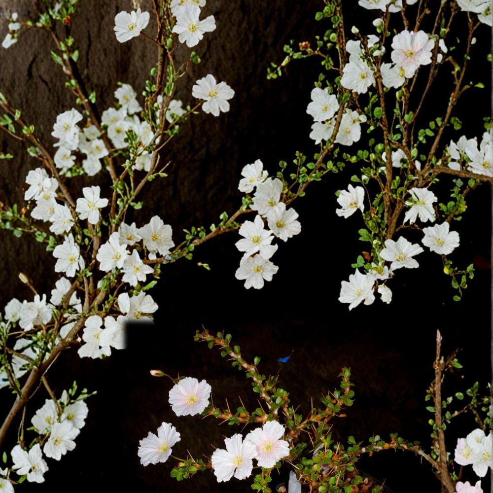 Monsonia vanderietiae Seeds – Rare Succulent Caudiciform Plant, Exotic Geranium Relative, Collector’s Species, 5 Seeds