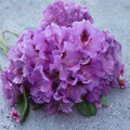 Rhododendron ‘Tapestry’ Live Shrub, Purple Blooming Evergreen Plant, Cold Hardy, Container Grown, USDA Zones 4-8