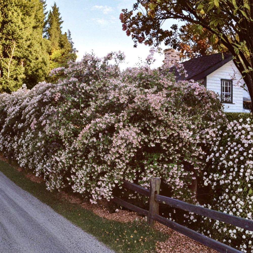 Pink Flowering Beautybush Shrub in 2 Gallon Pot | Kolkwitzia amabilis for Garden Landscape Plant