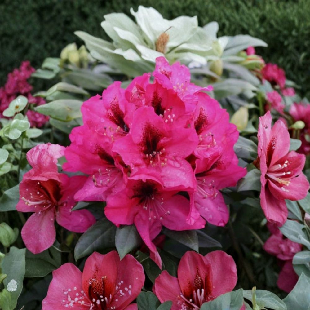 Rhododendron ‘Mendosina’ Live Evergreen Shrub with Purple Blooms & Dark Purple Blotch, 3 Gallon Container
