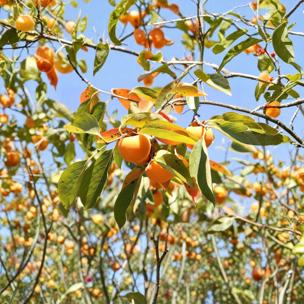 American Persimmon Tree Seedling – Native Diospyros virginiana, Edible Fruit, Hardy Deciduous Tree in 1-Gallon Pot