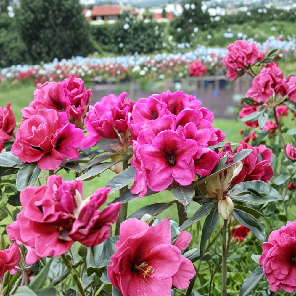 Rhododendron ‘Midnight’ Live Evergreen Shrub – Deep Pink Blooms with Dark Centers, Hardy Landscape Plant, Container-Grown