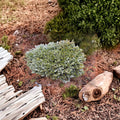 Kohout’s Ice Breaker Korean Fir Live Dwarf Conifer 8 Inch Pot Abies koreana Compact Blue Needle